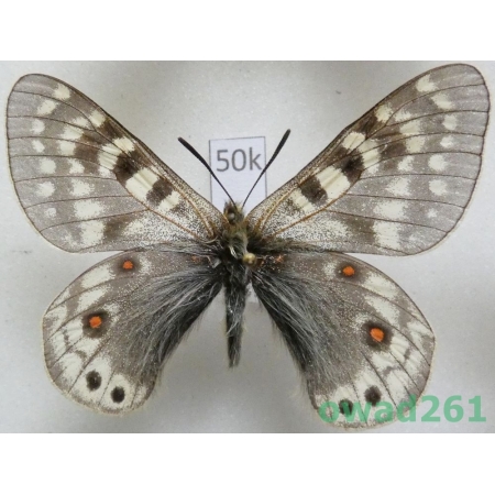 Parnassius acdestis subsp. lathonius Bryk, 1913 China50k